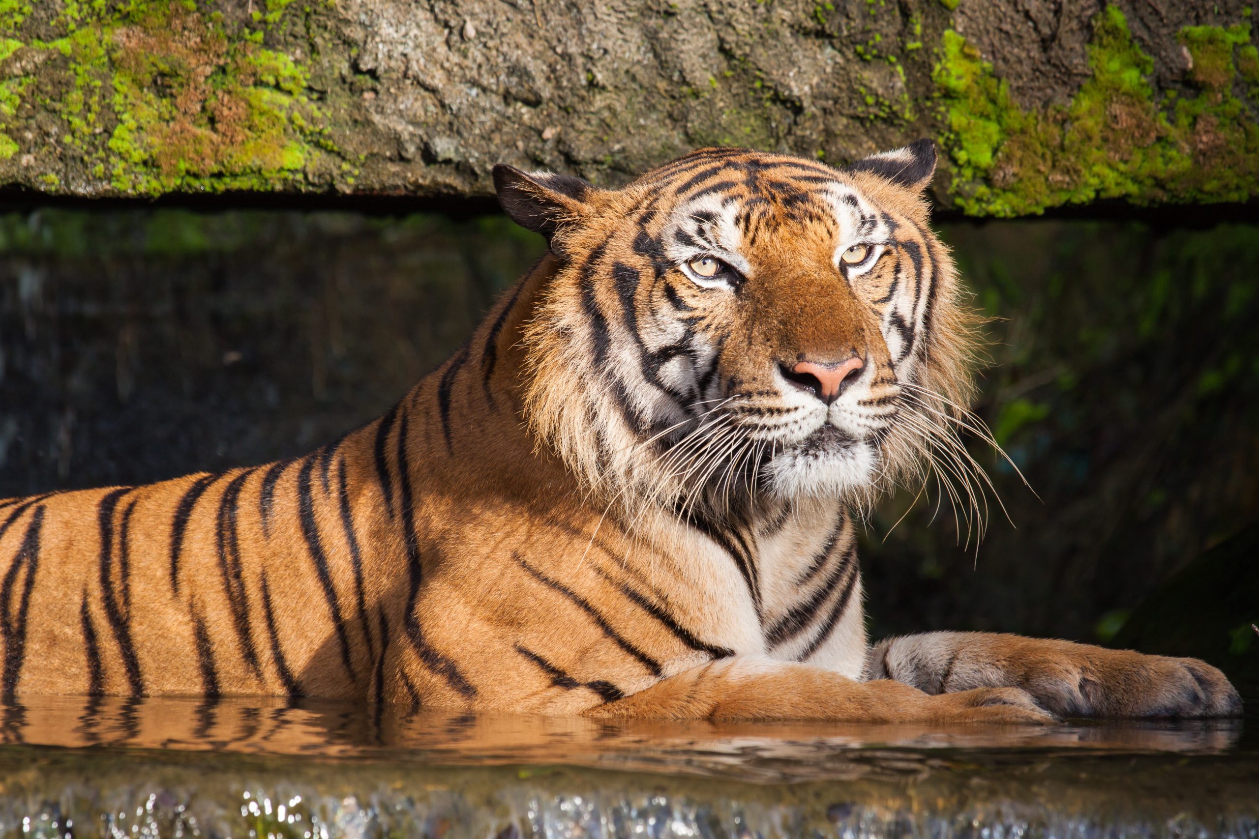 The Most Endangered Tigers in the World Reader's Digest