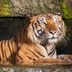 The Most Endangered Tigers in the World