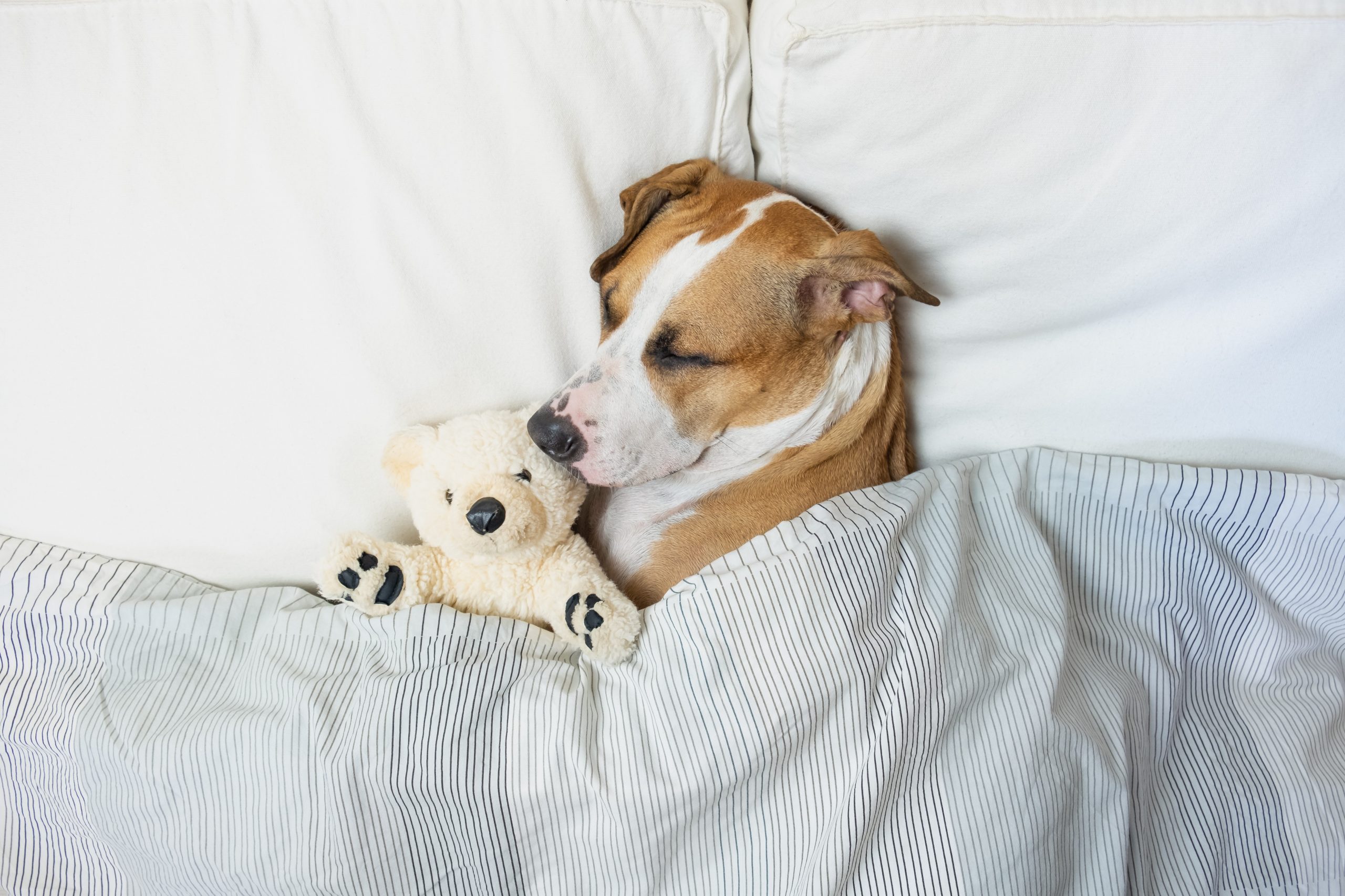 why do dogs sleep curled up