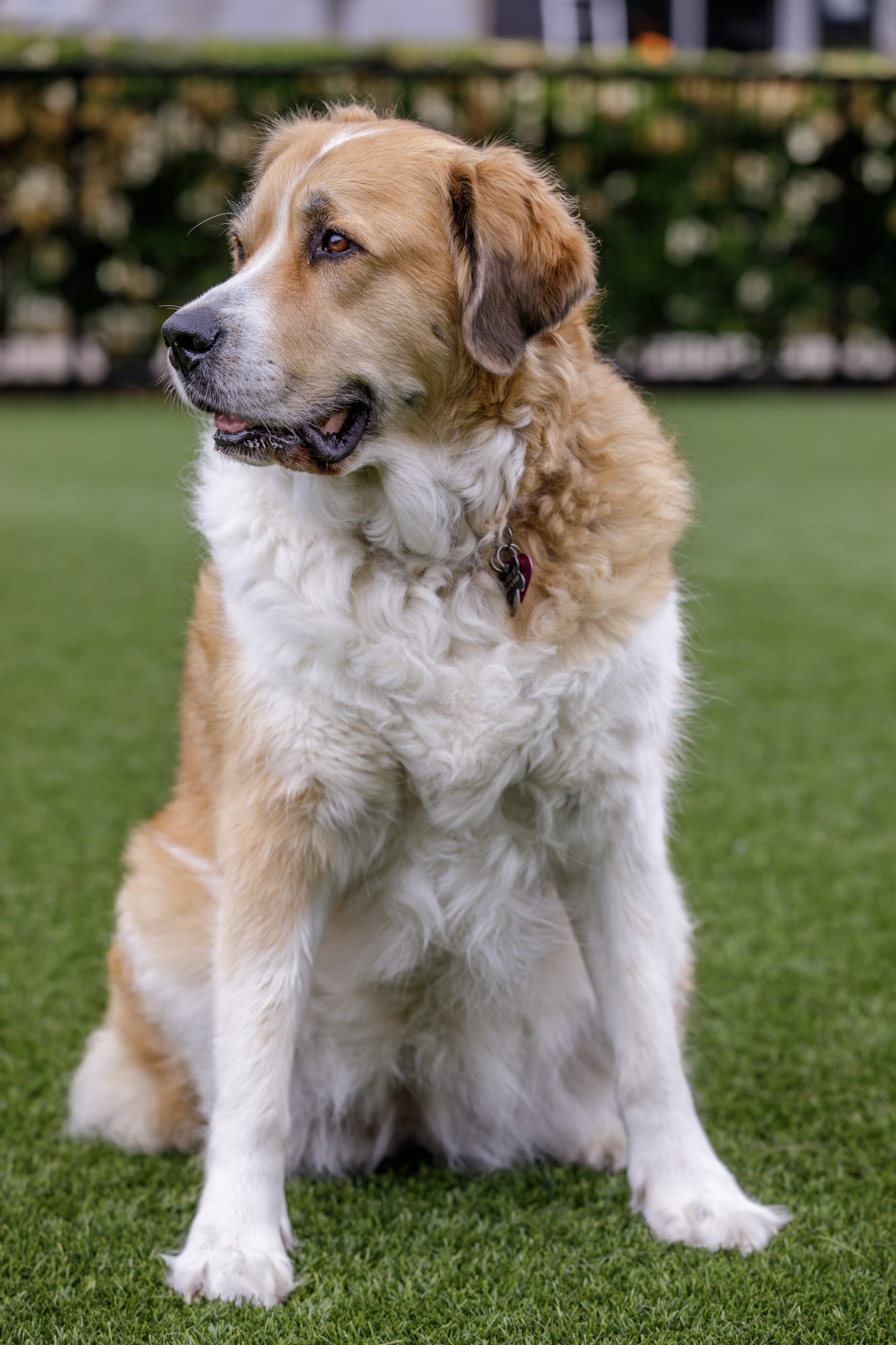 24 Of The Cutest Mixed Breed Dogs Reader S Digest