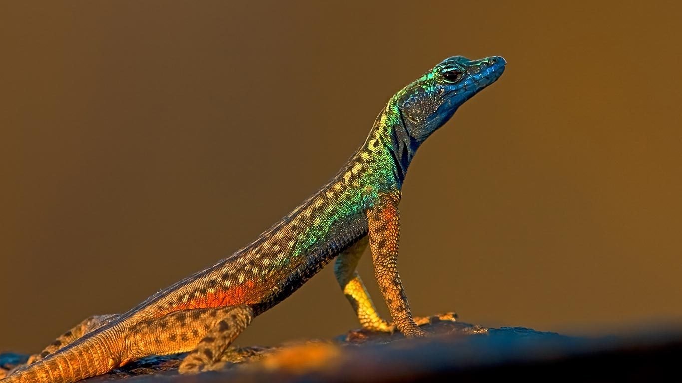 places to buy lizards