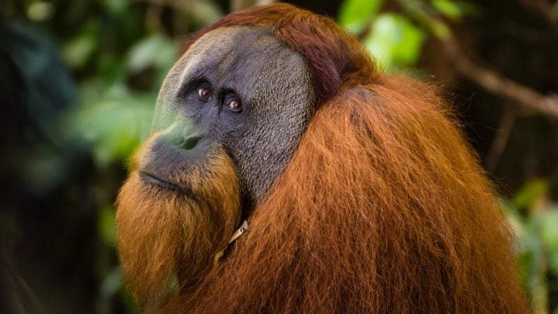 How Many Orangutans Are Left In The World Reader S Digest