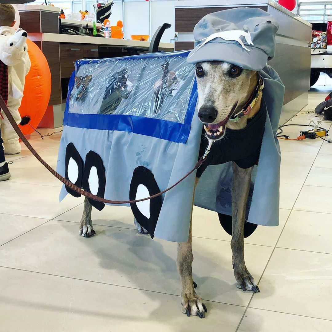 greyhoynd bus costume