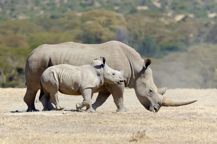How Many Rhinos Are Left On Earth The Earth Images