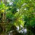 8 Things That Could Happen if the Amazon Rainforest Disappeared