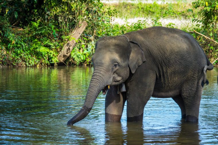 Stunning Photos of Elephants in the Wild | Reader's Digest