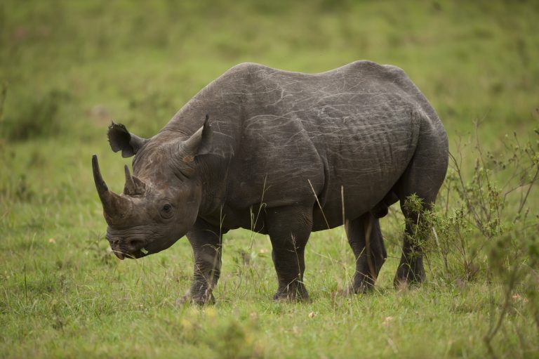 This Is How Many Rhinos Are Left in the World Reader's Digest
