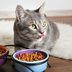 10 Best Dry Foods for Cats, According to Vets