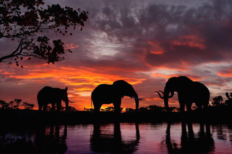 Stunning Photos Of Elephants In The Wild Reader S Digest