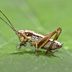Why Cicadas, Crickets, and Other Bugs Are So Loud