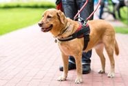 The Real Reason You Can t Pet Service Dogs Reader s Digest
