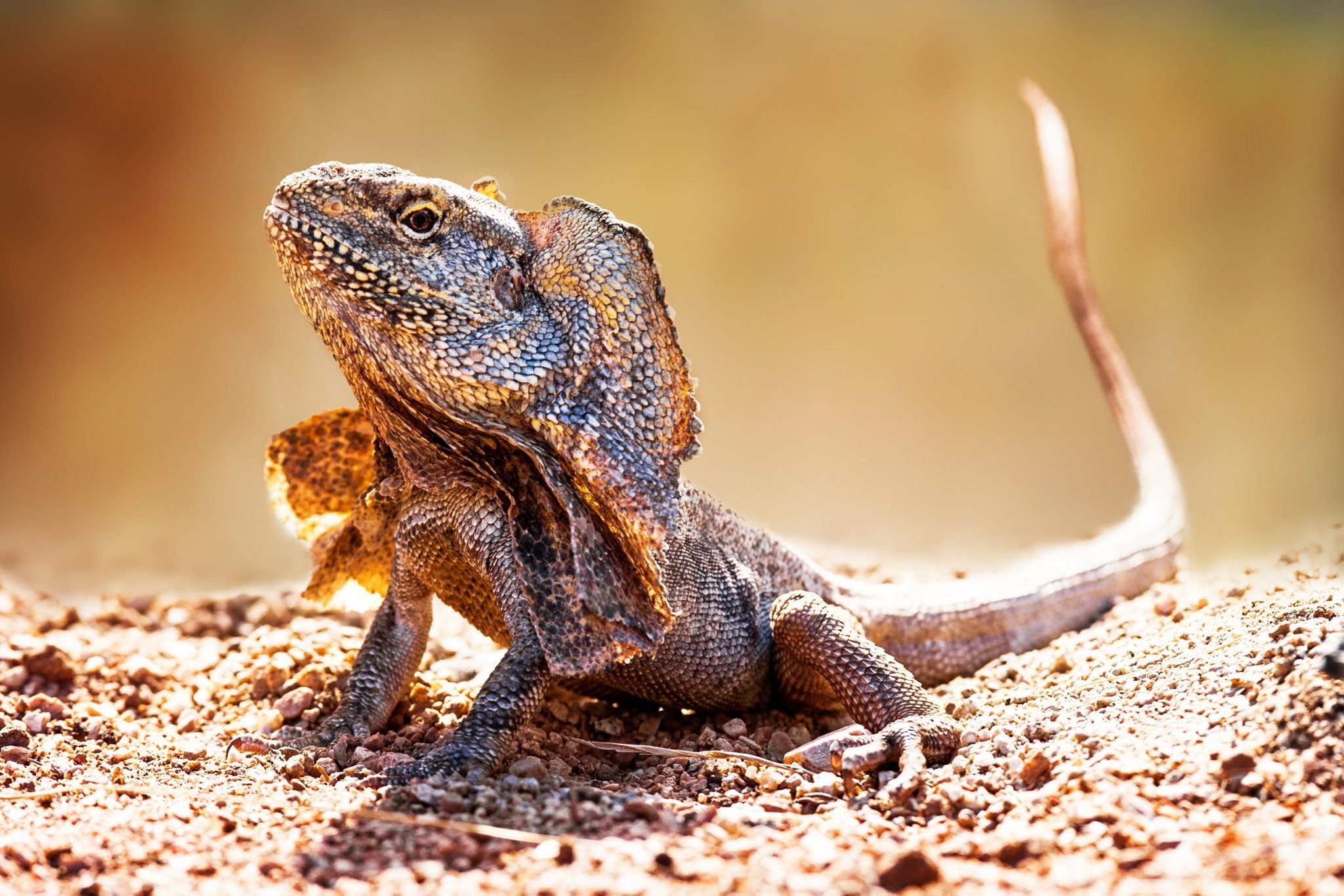 Things You Didn't Know Lizards Could Do Reader's Digest
