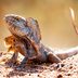12 Things You Didn't Know Lizards Could Do