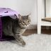 How to Get Your Cat in a Carrier—Without Getting Clawed