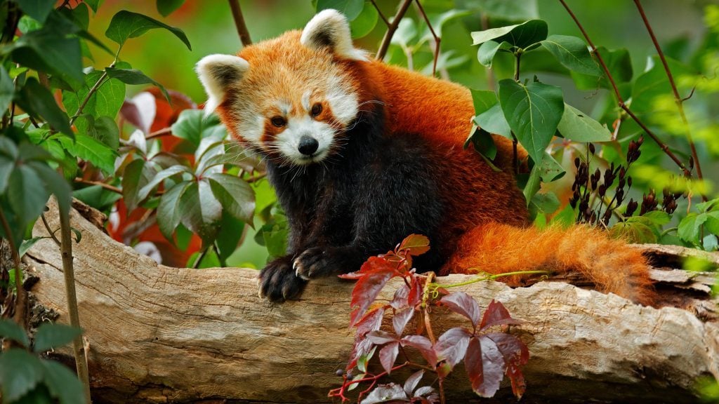 How Many Red Pandas Are Left in the Wild? Reader's Digest