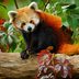 How Many Red Pandas Are Left in the Wild?