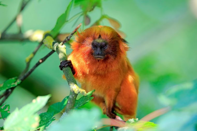 Animals That Live Only In The Amazon Rainforest Reader S