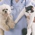 13 Signs You Need to Switch Veterinarians