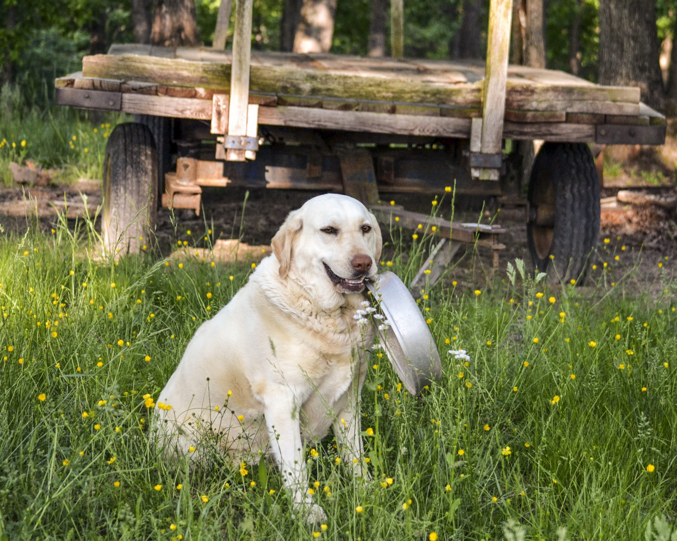 65 Cute Farm Animal Photos You Need To See Readers Digest