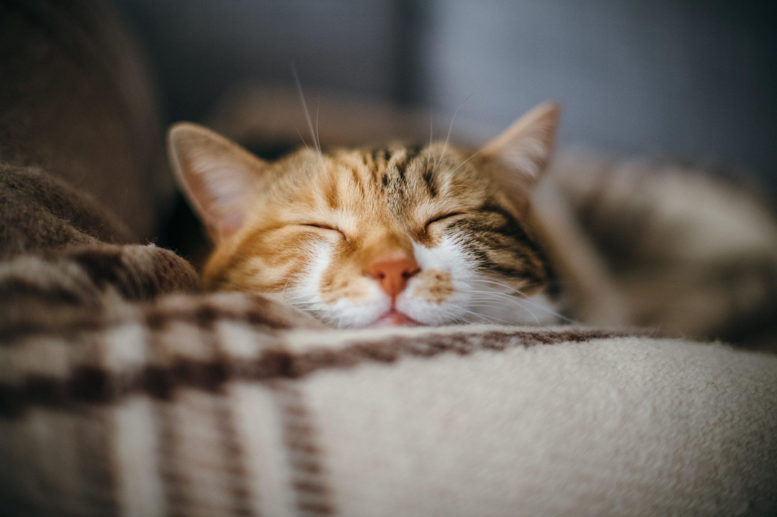 Different Cat Sounds And What They Mean - Ultimate Pet Nutrition