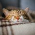 10 Noises Your Cat Makes—and What They All Mean