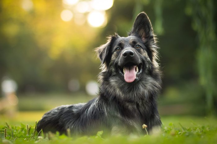 Site lijn Actief Evalueerbaar Telltale Signs Your Dog Is Happy | Reader's Digest