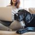 15 Best Apartment Dogs for Small Spaces