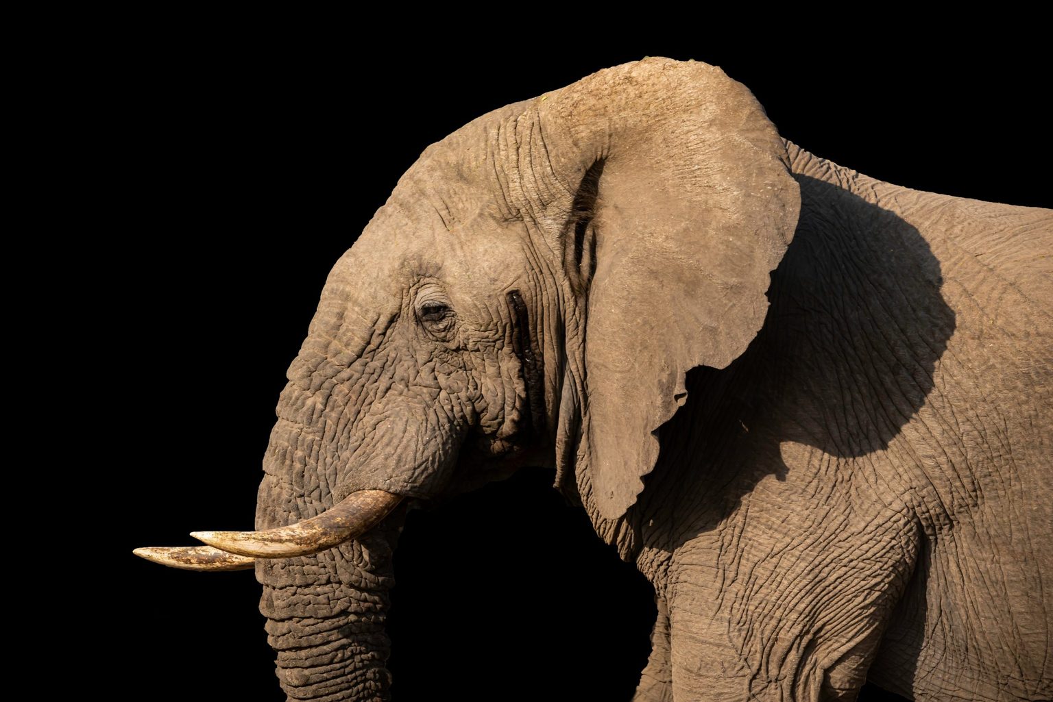 Why Do Elephants Have Big Ears - vrogue.co