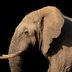 The Real Reasons Elephants Have Such Big Ears (It's Not for Hearing)