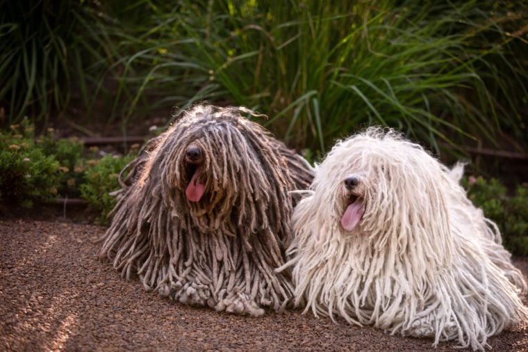 komondor hypoallergenic