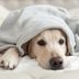 6 Dog Seizure Symptoms to Watch For