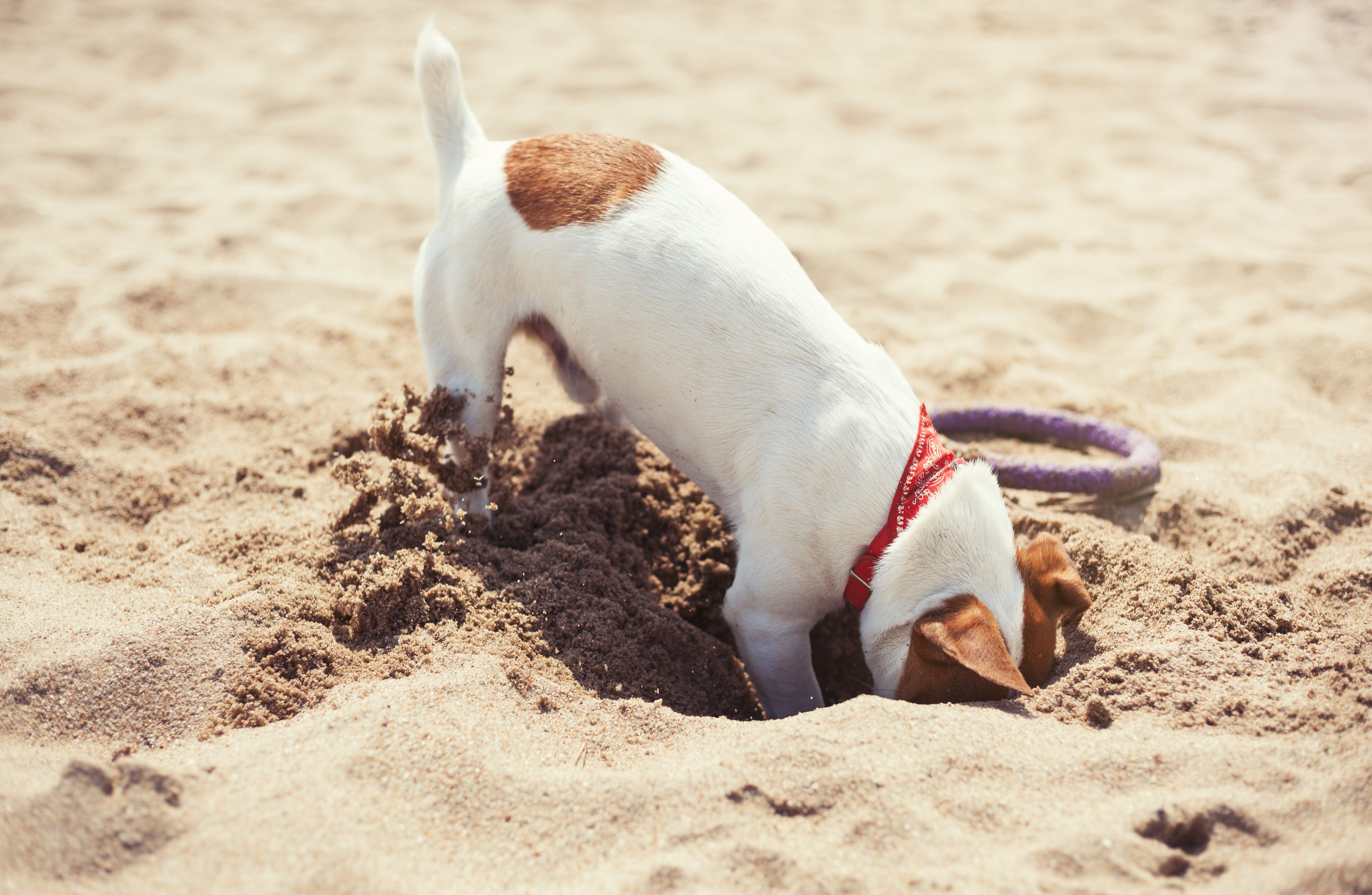 How to Stop a Dog from Digging Today Reader's Digest