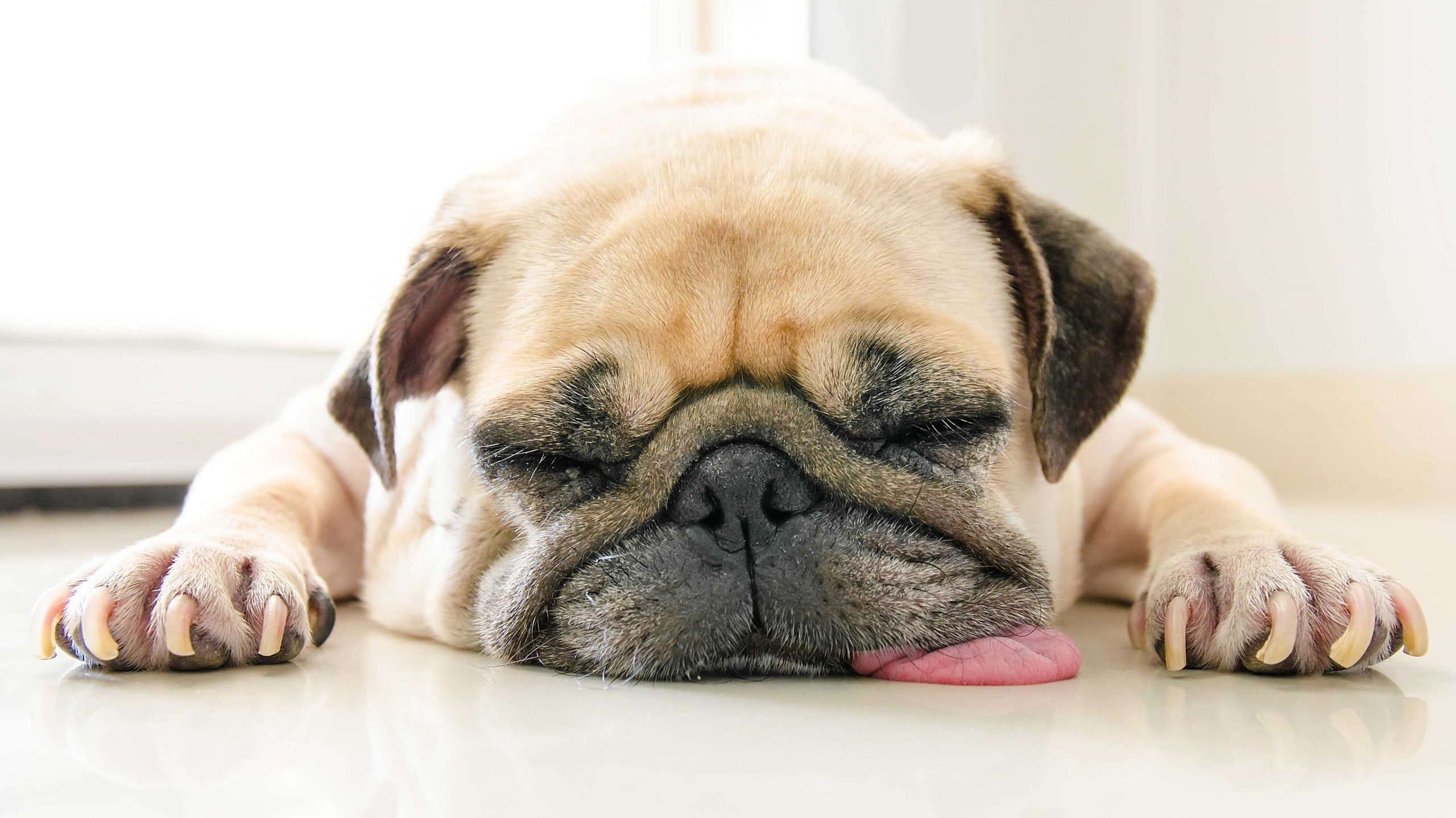 Lethargic Dog Signs You Need to Call the Vet Reader's Digest