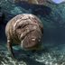 13 Things You Never Knew About Manatees
