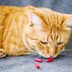 How to Give a Cat a Pill—and Actually Get Your Cat to Swallow It