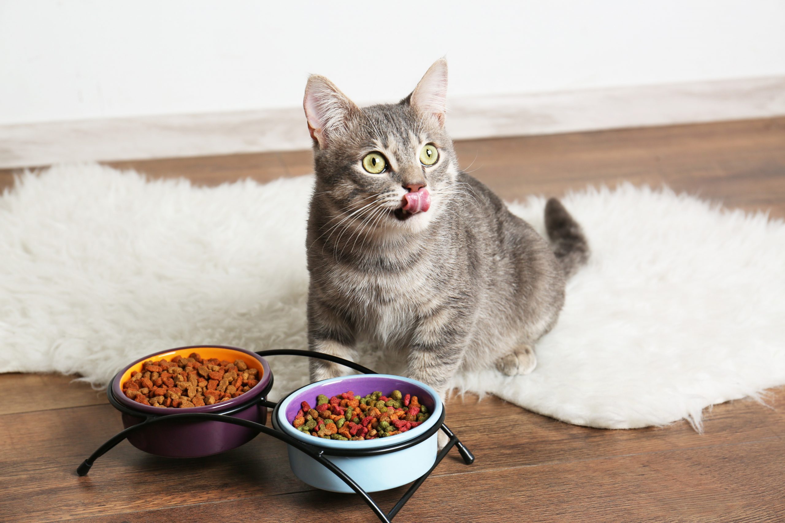 The Very Best Diet for Cats, According to Vets Reader's Digest