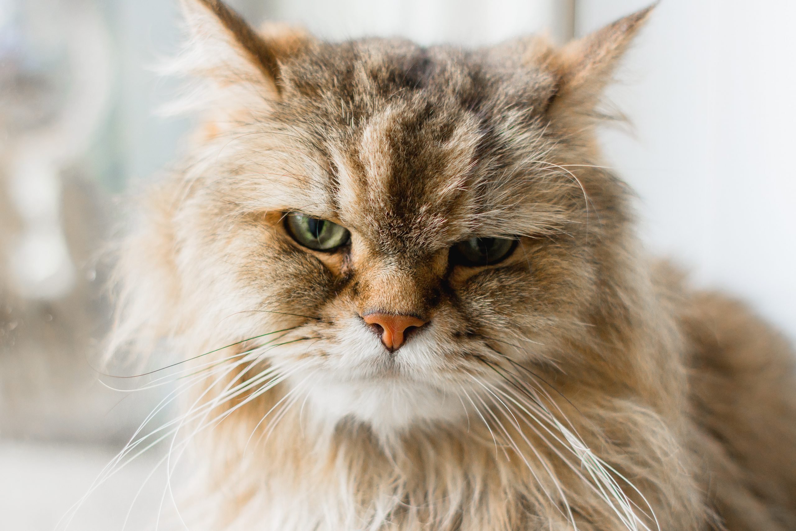 Angry cat keeps couple out of home for hours