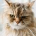 4 Reasons Your Cat Is Cranky