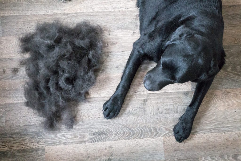 Pet Hair Removers That Really Work Reader's Digest