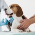 20 Things You're Probably Doing That Veterinarians Wouldn't