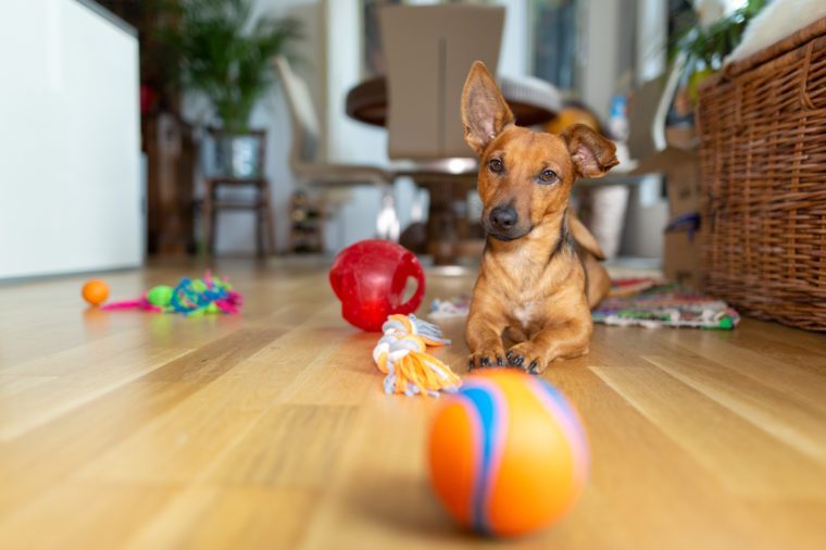 best puzzle treat toys for dogs