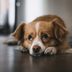 Why You Might Want to Hold Off on Neutering Your Dog