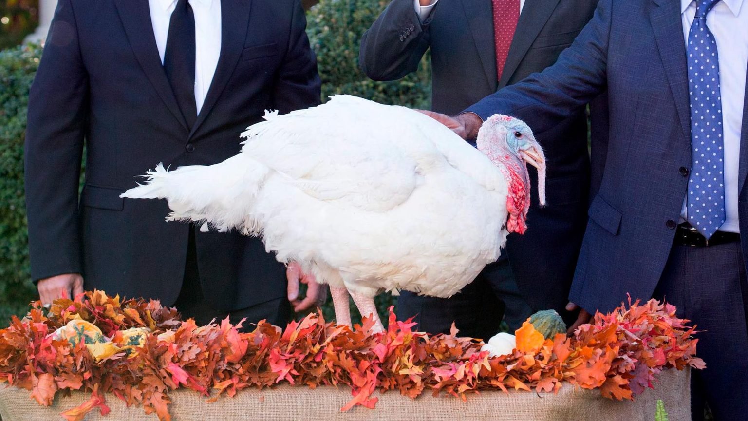 What Happens to the Turkey Pardoned by the President? Reader's Digest