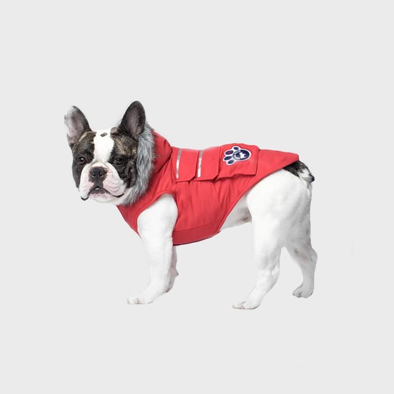 Coziest Dog Winter Coat for Every Breed and Weather | Reader's Digest