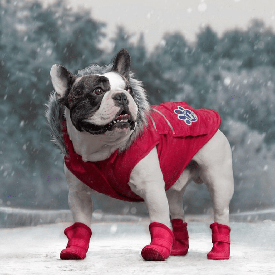 Coziest Dog Winter Coat for Every Breed and Weather Reader's Digest