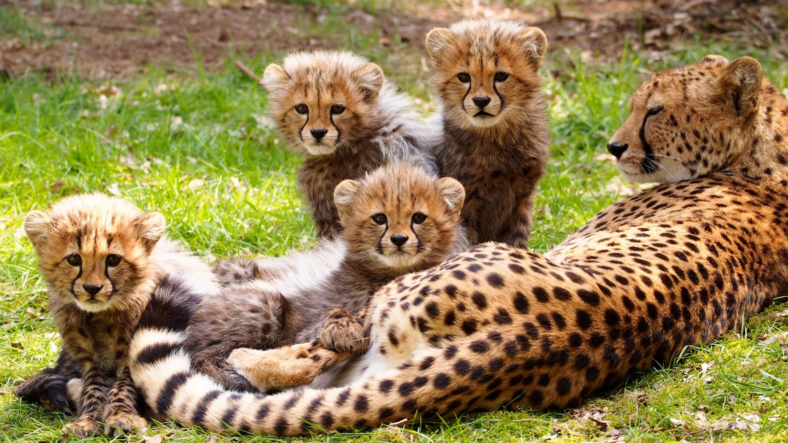 amazing-photos-of-cheetahs-in-the-wild-reader-s-digest