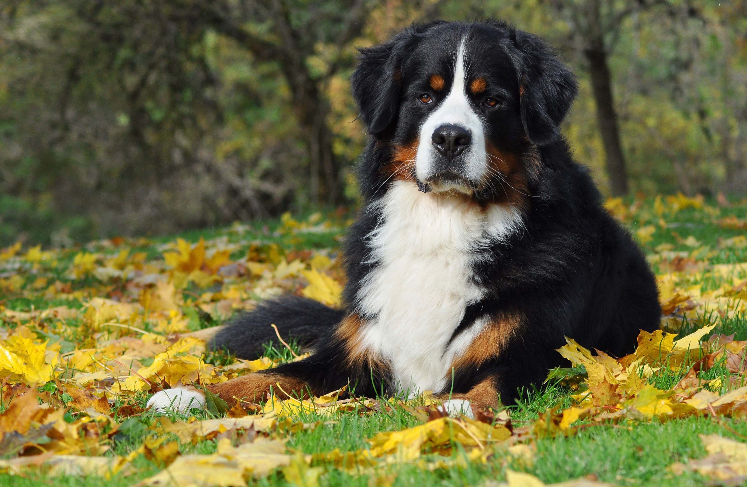 Quiet best sale dog breeds