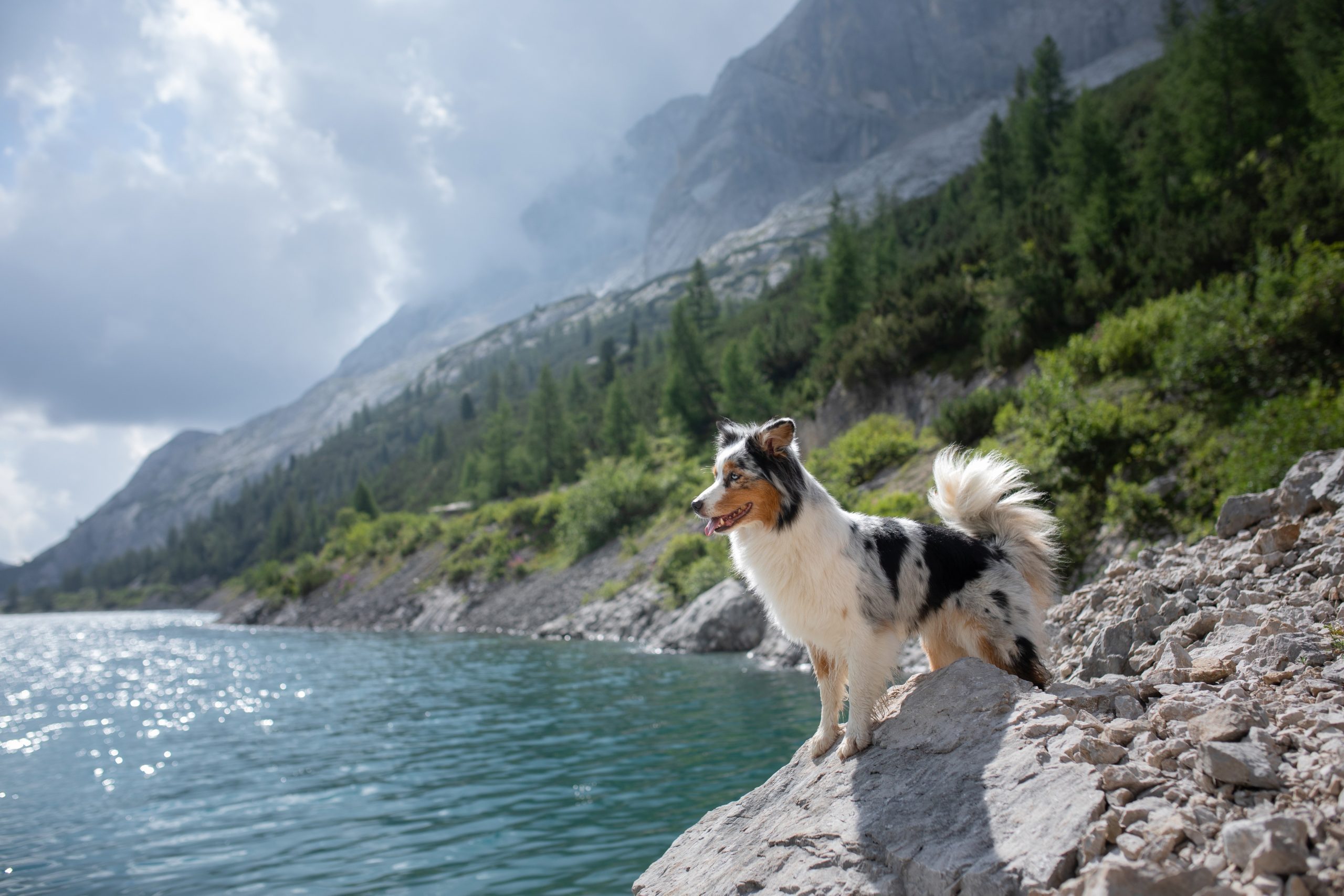 Heroic Stories Of The Bravest Dogs In History Reader S Digest