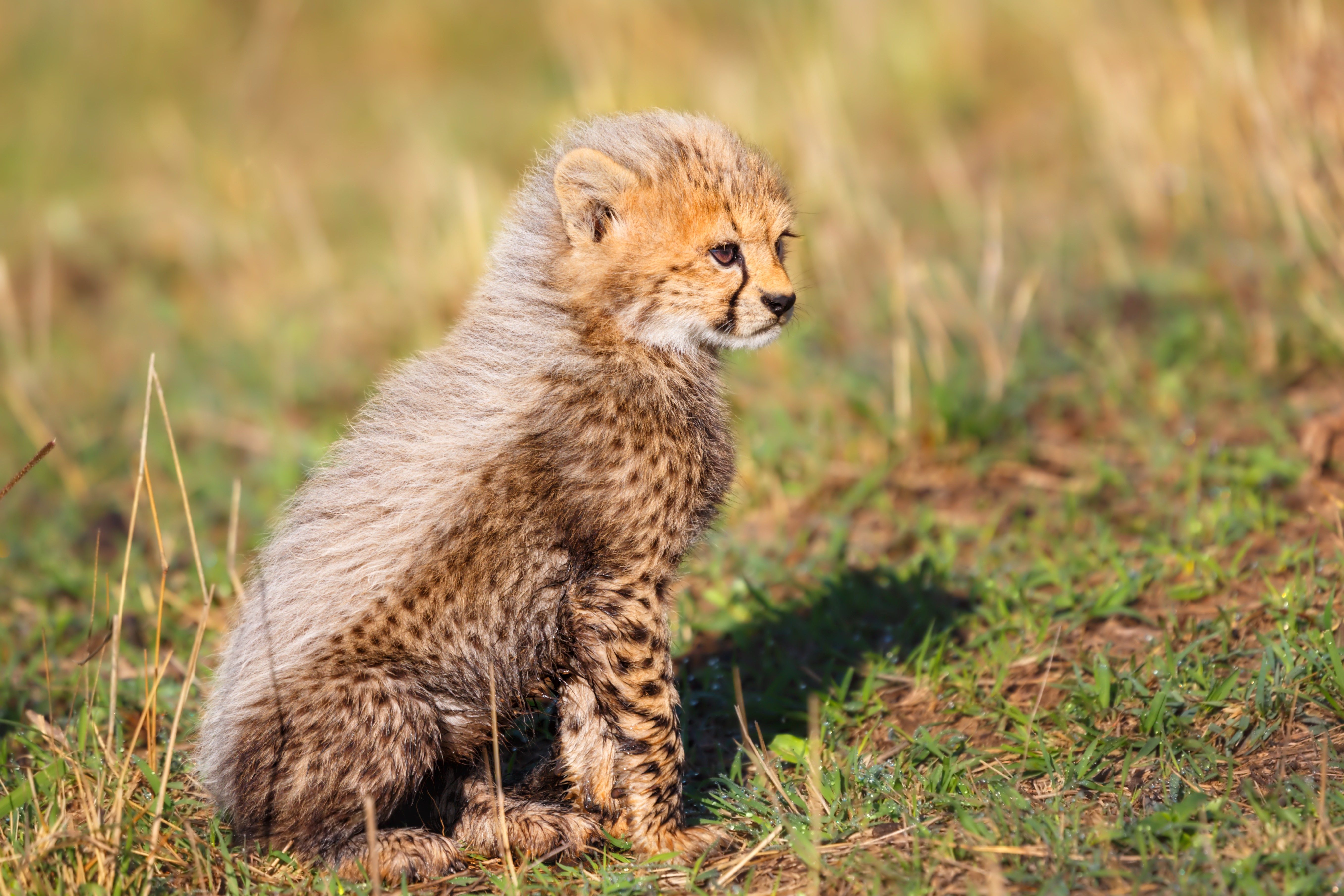 Amazing Photos of Cheetahs in the Wild | Reader's Digest