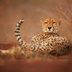 14 Amazing Photos of Cheetahs in the Wild